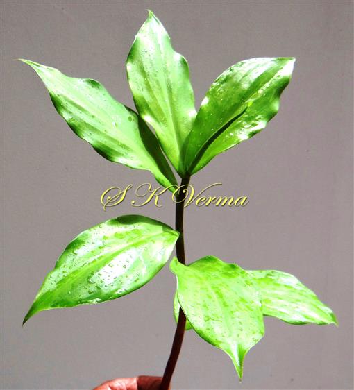 Leafy branch